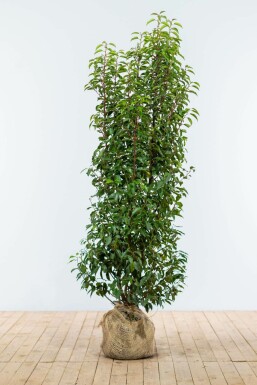 Portugiesischer Kirschlorbeer Prunus lusitanica 'Angustifolia' Hecke 150-175 Ballen Portugiesischer Kirschlorbeer / Prunus Lusitanica Angustifolia 150-175 cm