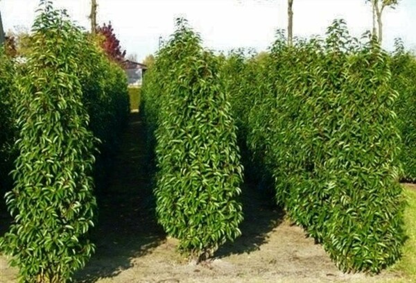Portugiesischer Kirschlorbeer Prunus lusitanica 'Angustifolia' Hecke 200-225 Ballen Portugiesischer Kirschlorbeer / Prunus Lusitanica Angustifolia 200-225 cm