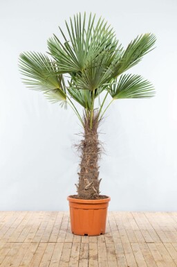 Chinesische Hanfpalme / Trachycarpus Fortunei auf Stamm