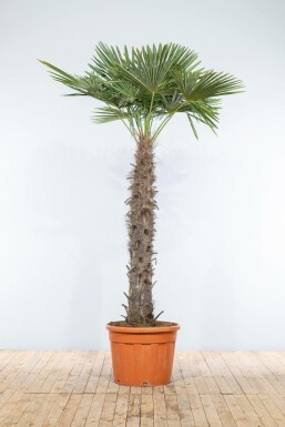 Chinesische Hanfpalme / Trachycarpus Fortunei auf Stamm