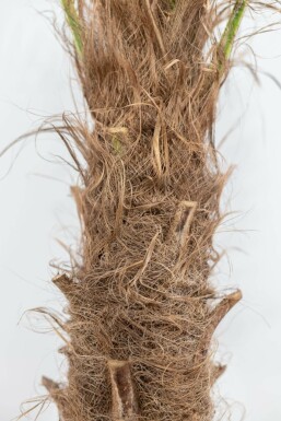 Chinesische Hanfpalme Trachycarpus Fortunei Auf Stamm 120-140 225-250 Topf Chinesische Hanfpalme / Trachycarpus Fortunei auf Stamm 225-250 cm