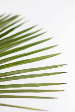 Chinesische Hanfpalme Trachycarpus Fortunei Auf Stamm 20-30 100-125 Topf Chinesische Hanfpalme / Trachycarpus Fortunei auf Stamm 100-125 cm