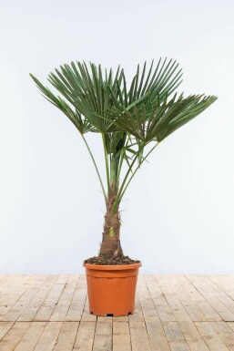 Chinesische Hanfpalme / Trachycarpus Fortunei auf Stamm 100-125 cm