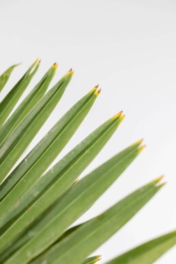 Chinesische Hanfpalme / Trachycarpus Fortunei auf Stamm 100-125 cm
