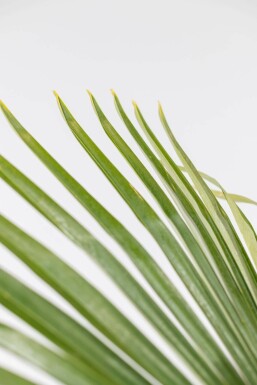 Chinesische Hanfpalme Trachycarpus Fortunei Auf Stamm 40-50 125-150 Topf Chinesische Hanfpalme / Trachycarpus Fortunei auf Stamm 125-150 cm