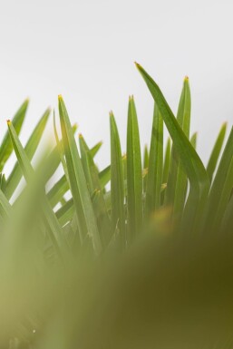 Chinesische Hanfpalme Trachycarpus Fortunei Auf Stamm 40-50 125-150 Topf Chinesische Hanfpalme / Trachycarpus Fortunei auf Stamm 125-150 cm