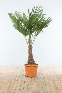 Chinesische Hanfpalme / Trachycarpus Fortunei auf Stamm