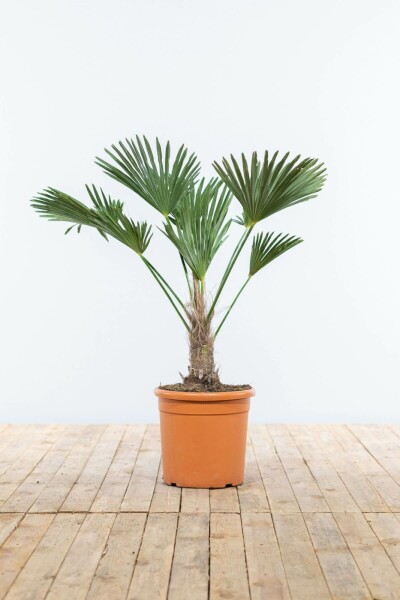 Wagners Hanfpalme Trachycarpus Wagnerianus Auf Stamm 15-20 80-100 Topf Wagners Hanfpalme / Trachycarpus Wagnerianus auf Stamm 80-100 cm