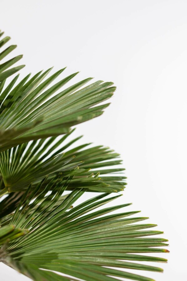 Wagners Hanfpalme Trachycarpus Wagnerianus Auf Stamm 15-20 80-100 Topf Wagners Hanfpalme / Trachycarpus Wagnerianus auf Stamm 80-100 cm