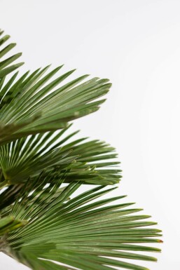 Wagners Hanfpalme Trachycarpus Wagnerianus Auf Stamm 15-20 80-100 Topf Wagners Hanfpalme / Trachycarpus Wagnerianus auf Stamm 80-100 cm