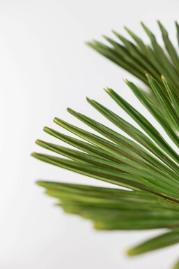 Wagners Hanfpalme Trachycarpus Wagnerianus Auf Stamm 50-60 125-150 Topf Wagners Hanfpalme / Trachycarpus Wagnerianus auf Stamm 125-150 cm