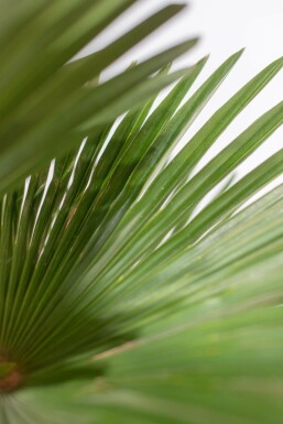 Wagners Hanfpalme Trachycarpus Wagnerianus Auf Stamm 80-100 175-200 Topf