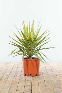 Palmlilien Yucca Elephantipes Jewel Strauch 80-100 Topf Palmlilien / Yucca Elephantipes Jewel Strauch 80-100 cm