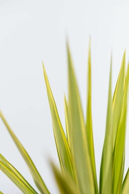 Palmlilien Yucca Elephantipes Jewel Strauch 80-100 Topf Palmlilien / Yucca Elephantipes Jewel Strauch 80-100 cm