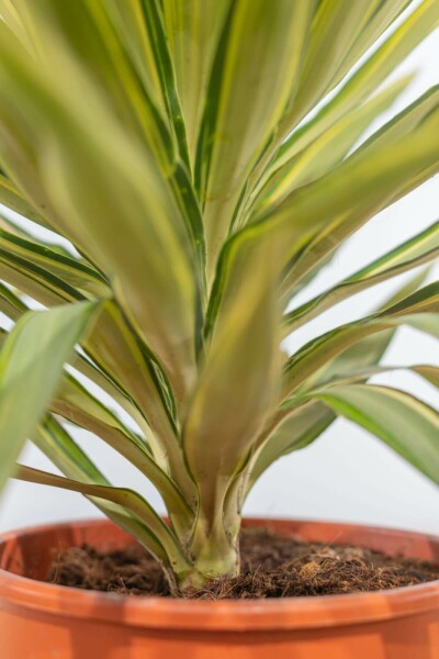 thuja bestellen online Zweige von Thuja Lebensbaum Tannengrn und Schnittgrn
