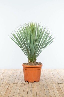 Palmlilien Yucca Rostrata Auf Stamm 40-50 125-150 Topf