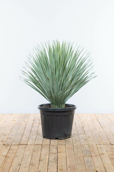Palmlilien / Yucca Rostrata Strauch 100-125 cm