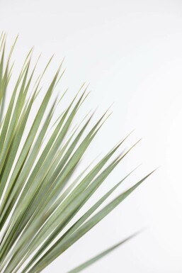 Palmlilien / Yucca Rostrata Strauch 80-100 cm