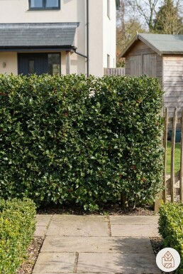 Stechpalme / Ilex Aquifolium 60-80 cm