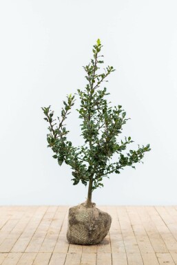 Stechpalme Ilex Aquifolium Hecke 60-80 Ballen Stechpalme / Ilex Aquifolium 60-80 cm