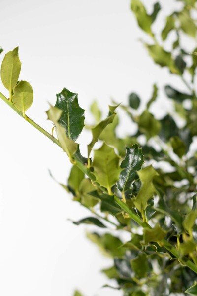 Stechpalme Ilex Aquifolium Hecke 60-80 Ballen Stechpalme / Ilex Aquifolium 60-80 cm