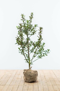 Stechpalme Ilex Aquifolium Hecke 80-100 Ballen Stechpalme / Ilex Aquifolium 80-100 cm