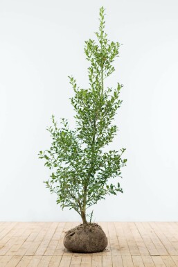 Stechpalme Ilex Aquifolium Hecke 150-175 Ballen Stechpalme / Ilex Aquifolium 150-175 cm