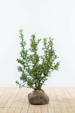 Stechpalme Ilex Aquifolium Alaska Hecke 60-80 Ballen