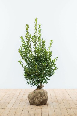 Stechpalme / Ilex Aquifolium Alaska