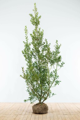 Stechpalme Ilex Aquifolium Alaska Hecke 175-200 Ballen