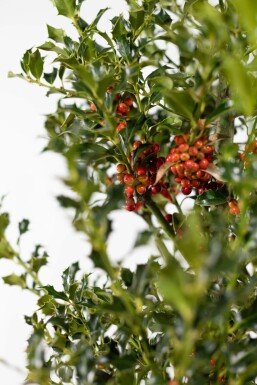 Stechpalme Ilex Aquifolium Alaska Hecke 175-200 Ballen