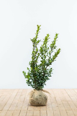 Stechpalme Ilex meserveae Blue Maid Hecke 60-80 Ballen