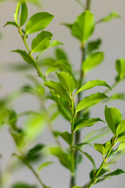 Stechpalme / Ilex Meserveae Blue Maid 80-100 cm