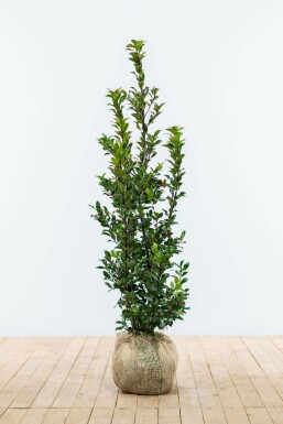 Stechpalme / Ilex Meserveae Blue Maid 100-125 cm