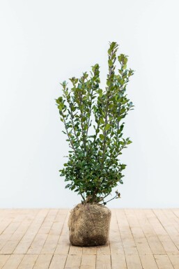 Stechpalme / Ilex Meserveae Blue Prince