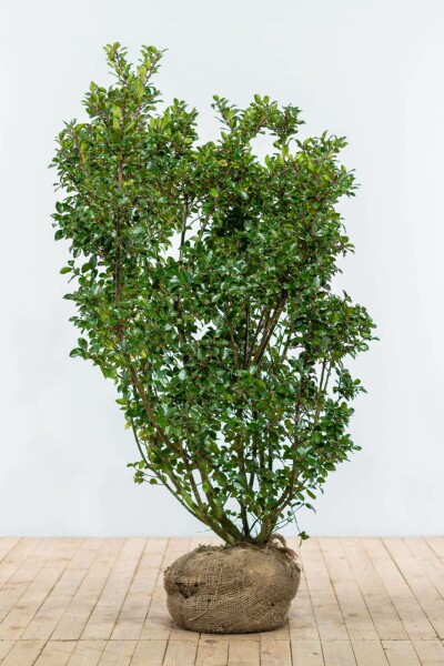 Stechpalme / Ilex Meserveae Blue Prince 150-175 cm