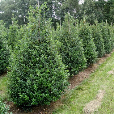 Stechpalme / Ilex Meserveae Blue Prince 150-175 cm