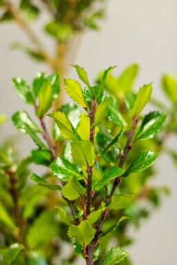Stechpalme / Ilex Meserveae Blue Prince 175-200 cm