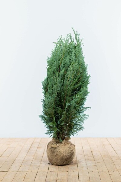 Blaue Scheinzypresse Chamaecyparis Lawsoniana Columnaris Glauca 80-100 cm