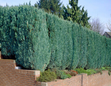 Blaue Scheinzypresse Chamaecyparis lawsoniana Columnaris Glauca Hecke 120-140 Ballen