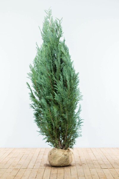 Blaue Scheinzypresse Chamaecyparis Lawsoniana Columnaris Glauca 160-180 cm