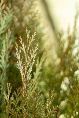 Blaue Scheinzypresse Chamaecyparis Lawsoniana Columnaris Glauca 160-180 cm