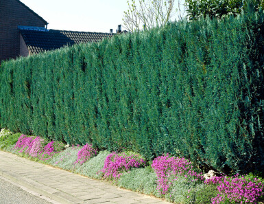 Blaue Scheinzypresse Chamaecyparis Lawsoniana Columnaris Glauca 160-180 cm