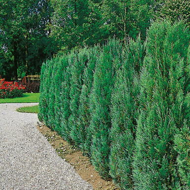Blaue Scheinzypresse Chamaecyparis Lawsoniana Columnaris Glauca 160-180 cm