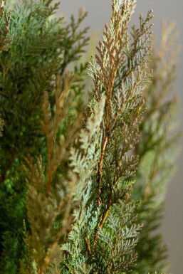 Blaue Scheinzypresse Chamaecyparis Lawsoniana Columnaris Glauca 160-180 cm