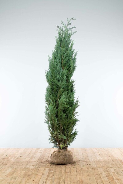Blaue Scheinzypresse Chamaecyparis Lawsoniana Columnaris Glauca 200-225 cm