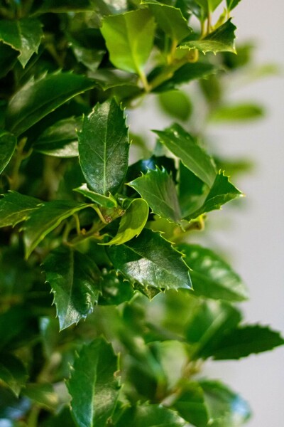 Stechpalme / Ilex Meserveae Heckenfee 100-125 cm