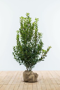 Stechpalme Ilex meserveae Heckenpracht Hecke 60-80 Ballen Stechpalme / Ilex Meserveae Heckenpracht 60-80 cm