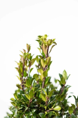 Stechpalme / Ilex Meserveae Heckenpracht 100-125 cm