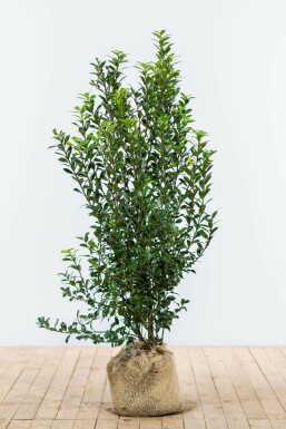 Stechpalme / Ilex Meserveae Heckenpracht 125-150 cm
